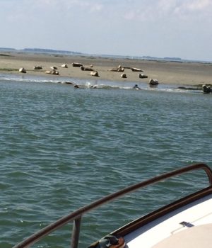 Zeehonden